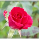 선교녹십자약국 이미지