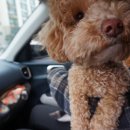 그루밍_light 이미지