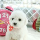 몽프리제 이미지