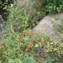 무릉리-11 이미지