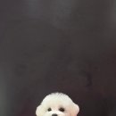 루이스독 이미지