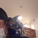 순복이네 스핑크스 이미지