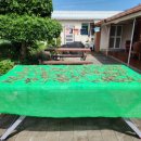 내미농박 이미지