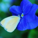 나비생태공원 이미지