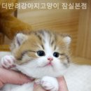 더반려강아지분양고양이분양잠실