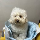 비니베니(Biny Beny) | [내돈내산] 세종 강아지 미용은 여기서! 대평동 '비니베니' 후기/before&amp;after/세종 반려견 미용