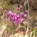 베리팜 펜션 이미지