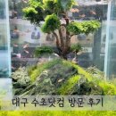 수초닷컴 | 수초 닷컴 후기 l 대구 달서구 거북이, 수초, 반려 물고기 종류 많은 곳