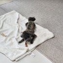 카페 댕하루 | 용인 처인구 역북동 애견 수제간식 카페 : 카페, 댕하루