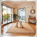 담양사랑병원 | 담양 강아지분양 프렌치불독을 데려온 후 겪은 실망과 결심