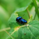 청남오리 이미지