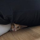조재진동물병원 네이버블로그
