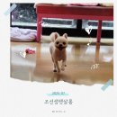 조선생 펫살롱 이미지
