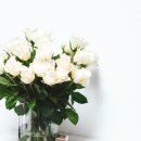 N155 이미지