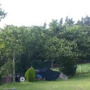 만리포헛개나무농장 이미지