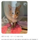 금쪽금쪽금쪽반려동물병원 이미지