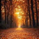 우면산둘레길 이미지