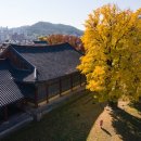 원도심 은행나무 이미지