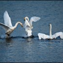 학-비상 이미지