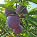 신태양농장 이미지