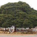 완도 정자리 황칠나무 이미지