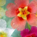 고경초교 이미지