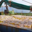 완도화목식품 | 1인1마리는 기본~ 반건조 피데기오징어 한팩 순삭 맛있는 반건오징어 말랑 쫄깃한 맛난이 오징어 목요일...