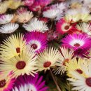 산본중앙공원 이미지