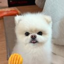 멍브레 이미지