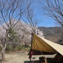 나그네 캠핑장 | 4/5~6 연산나그네 벛꽃캠핑(8번째)