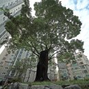 서강 쌍용 예가 아파트 이미지