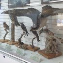 울산광역시야생동물구조관리센터 이미지