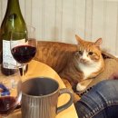 나의 집사 이미지