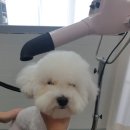 이쁘게 잘라줄개 이미지