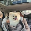 멍스베리 이미지