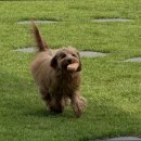 5522 | [김포 호텔/가격/후기] 멍더쿠 김포 애견카페 멍더쿠, 반려견과 함께 힐링