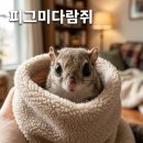 피그미다람쥐 분양 수명 생각보다 훨씬 길어서 놀랐던 이유