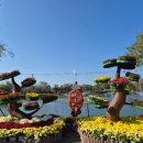 주말에도 신나휴 (하바리움 무드등 만들기) | [여행] 4만 송이 국화가 속삭이는 백제 이야기, 부여에서 '꽃'이 되는 가을!