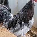 늘푸른청계농원 이미지