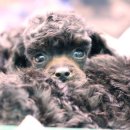 꼬마애견샵 이미지