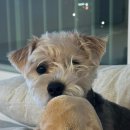 멍멍과자점 이미지