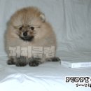 퍼피클럽 이미지