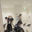 반려동물수제간식창업 이미지