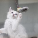 랙돌하우스 이미지