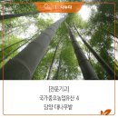 국가중요농업유산4, 담양 대나무밭 이미지