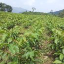 용안농약사 이미지