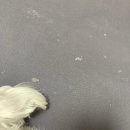 펫홈종합동물병원 이미지