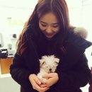 내사랑강아지