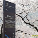 용연사 벚꽃길 & 용연사 벚꽃축제 나들이 이미지