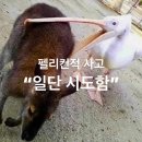 펠리컨적사고 이미지